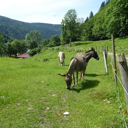 In Brandenberg With Terrace Apartment Todtnau